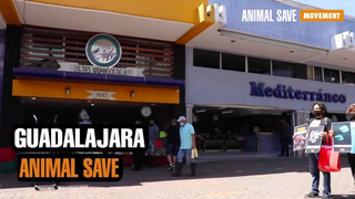 Guadalajara Animal Save.png